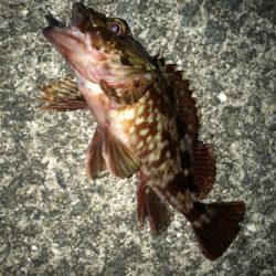 ライトワインドに初挑戦