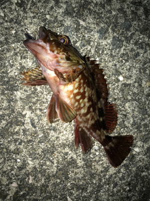 ライトワインドに初挑戦