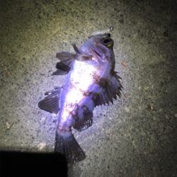 アジングのはずが。。。