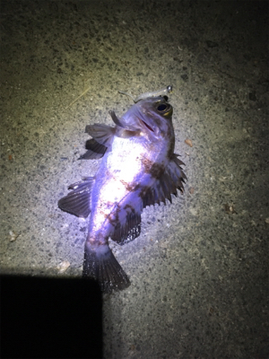 アジングのはずが。。。