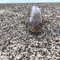 敦賀歴４年、新港では初サゴシ、、、