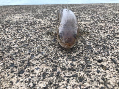 敦賀歴４年、新港では初サゴシ、、、