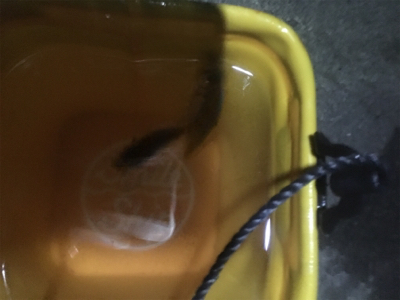 アジングで根魚も