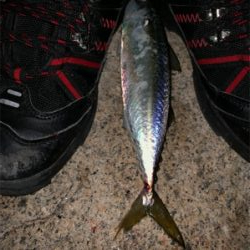 久々ライトゲーム