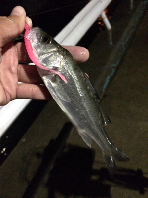 マリンピア沖洲でライトゲーム