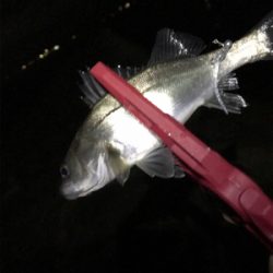 アジいない、、、