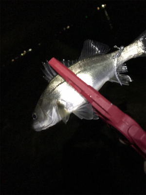 アジいない、、、