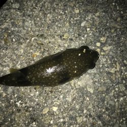 餌取りかわして