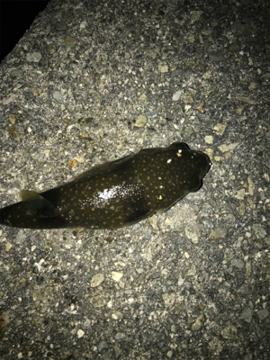 餌取りかわして