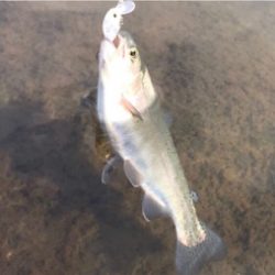 幼稚園児ルアー初釣果