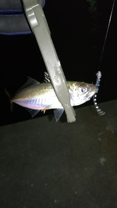 ナイトアジング