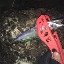 久しぶりのアジング〜