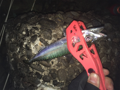 久しぶりのアジング〜