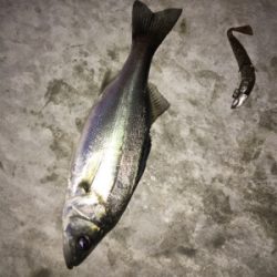 タイリクスズキとキビレ