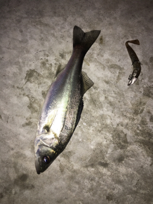 タイリクスズキとキビレ