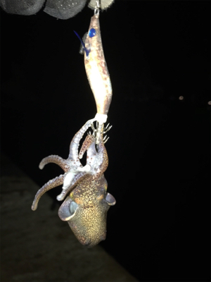 ヒイカ+ミミイカ釣り(^^)