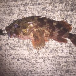 強風の中また淡輪へ。。。