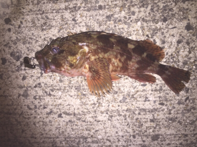 強風の中また淡輪へ。。。