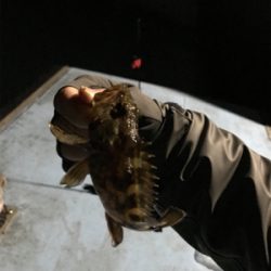 樋島ランガン虫ング