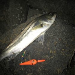 電気ウキで釣りました