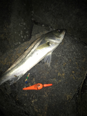 電気ウキで釣りました
