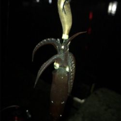 雰囲気は良かったのに…劇渋ヒイカ釣り(><)