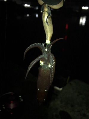 雰囲気は良かったのに…劇渋ヒイカ釣り(><)