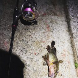 朝まずめはアジいない？