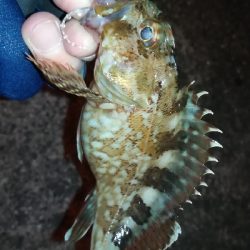 ナイトガシリング？