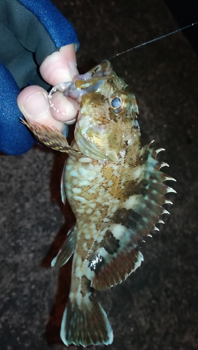 ナイトガシリング？