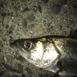 釣れない時はチーバス狙い