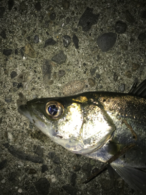 釣れない時はチーバス狙い