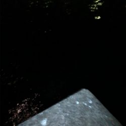 まさかのアカイカ釣れました