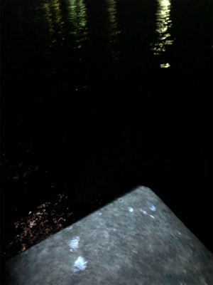 まさかのアカイカ釣れました