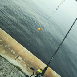 飲ませ不発、サヨリ良い感じ。