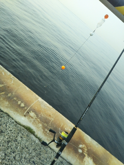 飲ませ不発、サヨリ良い感じ。