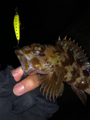 メバルプラッキング