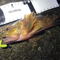 カサゴ活性高し