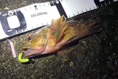 カサゴ活性高し