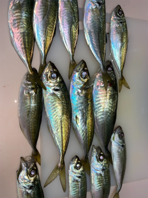 佐賀関に尺アジを求めて