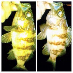 メバリンガー1815〜1925