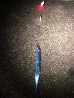 おチビのタッチ〜ʅ（◞‿◟）ʃ