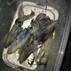 やっぱり渋いヒイカ釣り(＞＜)