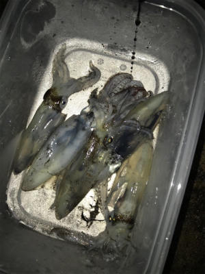 やっぱり渋いヒイカ釣り(＞＜)