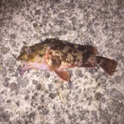 また仕事終わりに行ってしまいました