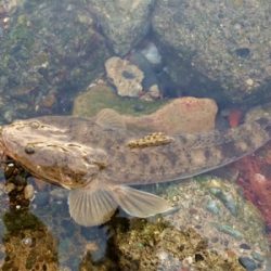 LSJigginger1600〜1715