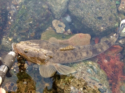 LSJigginger1600〜1715