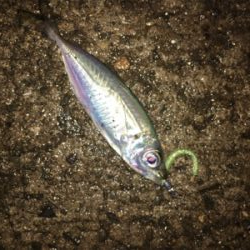 どうしてもアジ食べたい。。