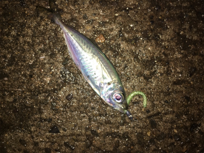 どうしてもアジ食べたい。。