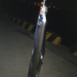 寒さも緩んで今年最期のタッチポン陸